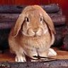 bunny))